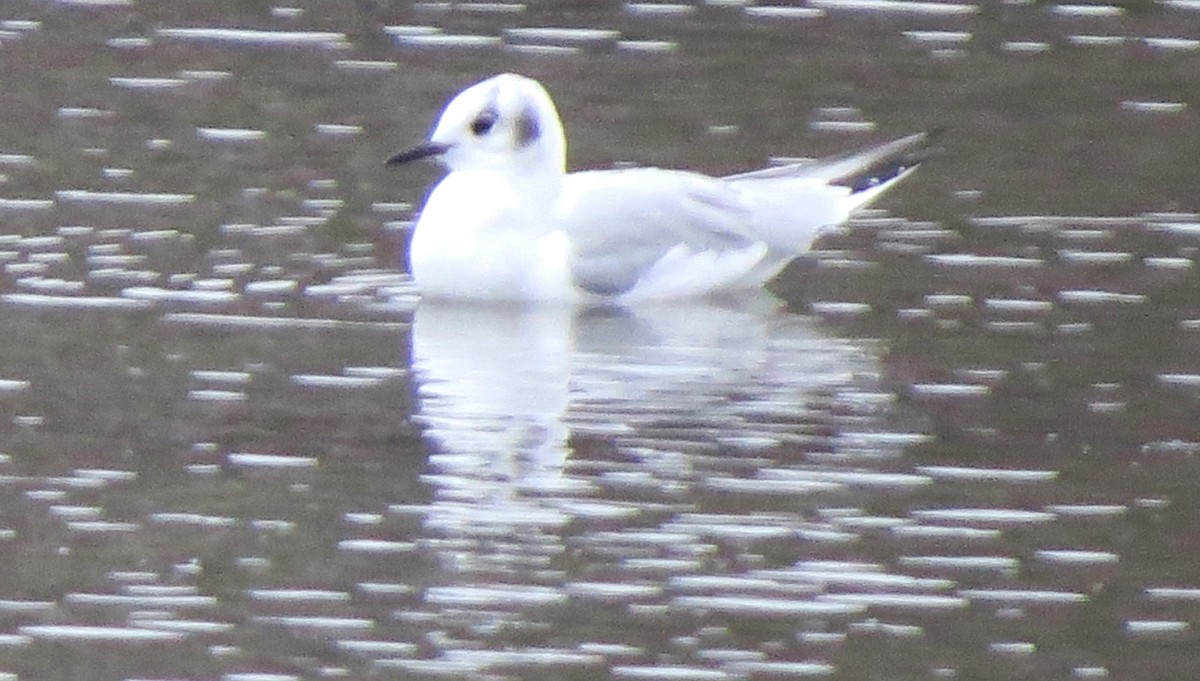 Bonaparte's Gull - ML646720517