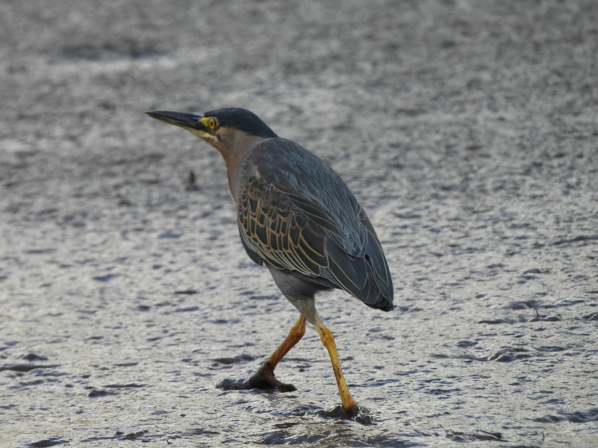 Tropikal Yeşil Balıkçıl - ML646720519