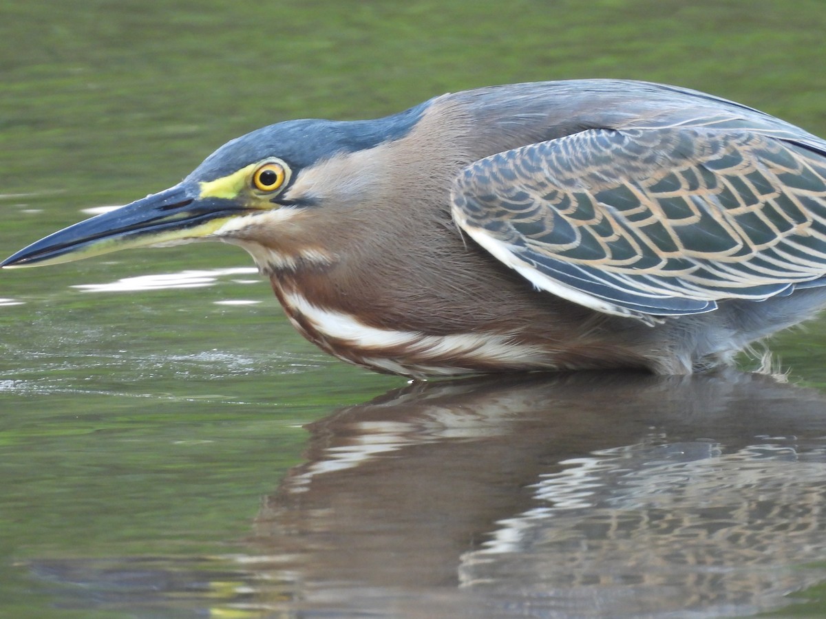 Tropikal Yeşil Balıkçıl - ML646720520