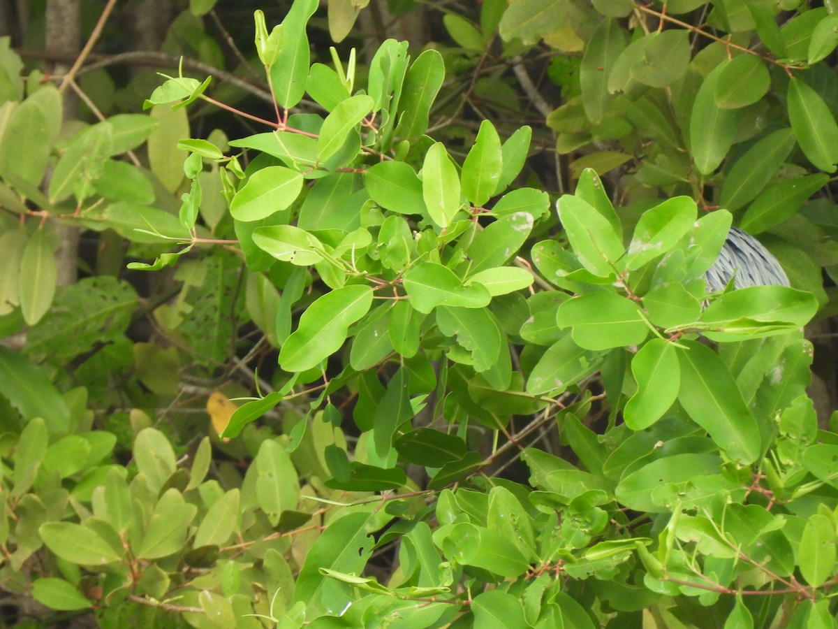 Tropikal Yeşil Balıkçıl - ML646720521