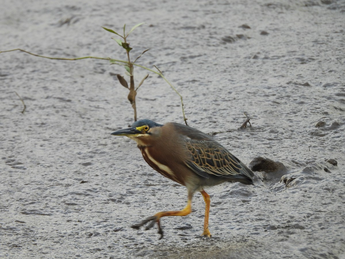 Tropikal Yeşil Balıkçıl - ML646720522