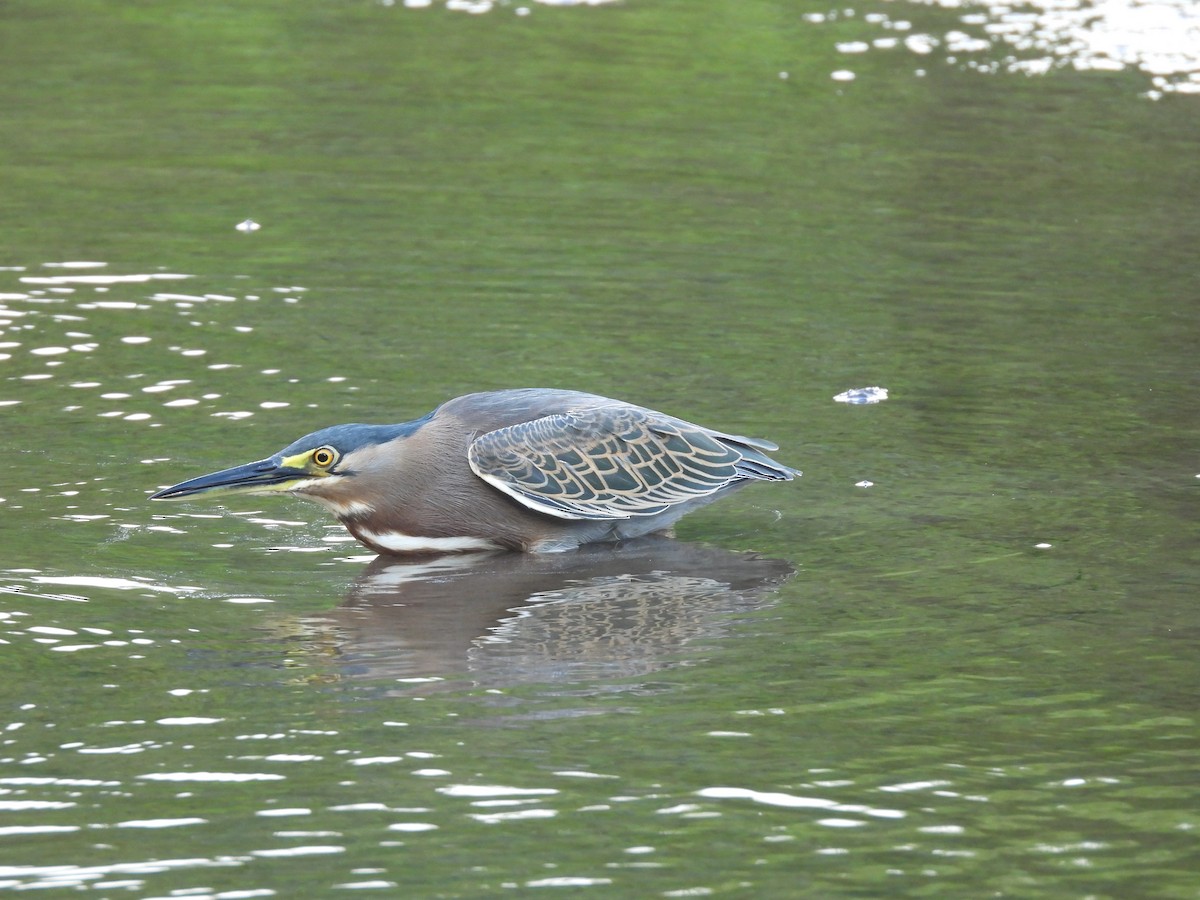 Tropikal Yeşil Balıkçıl - ML646720523