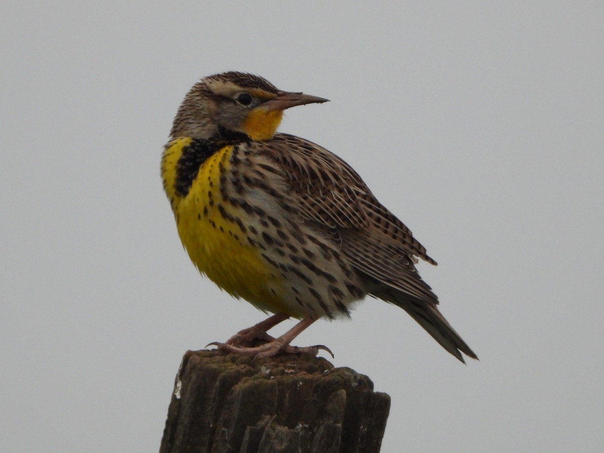 Western Meadowlark - ML646720534