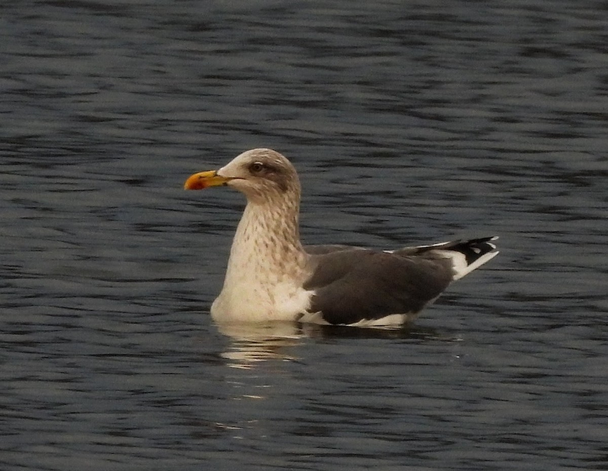 ニシセグロカモメ - ML646720538