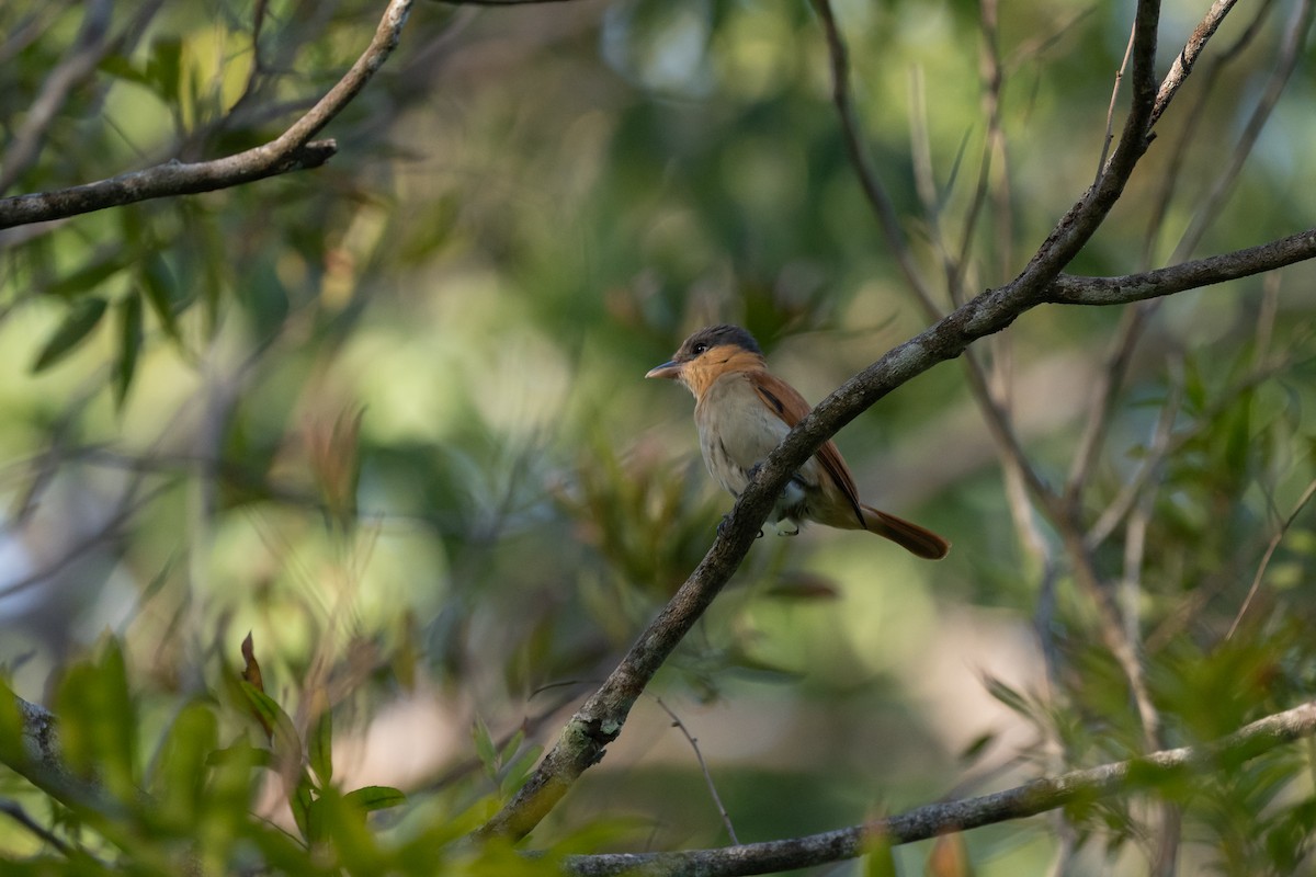 Gülrengi Boğazlı Bekard - ML646720539