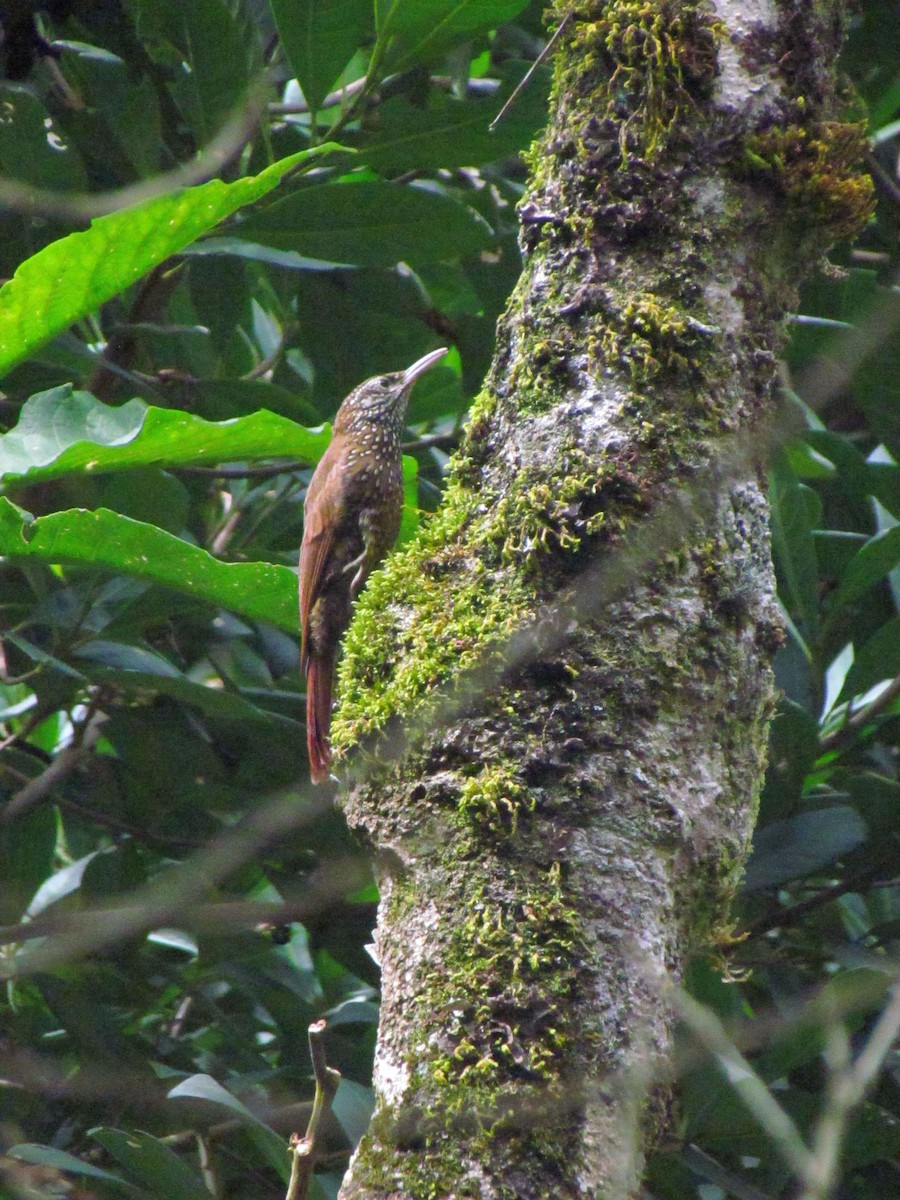 Montane Woodcreeper - ML646720541