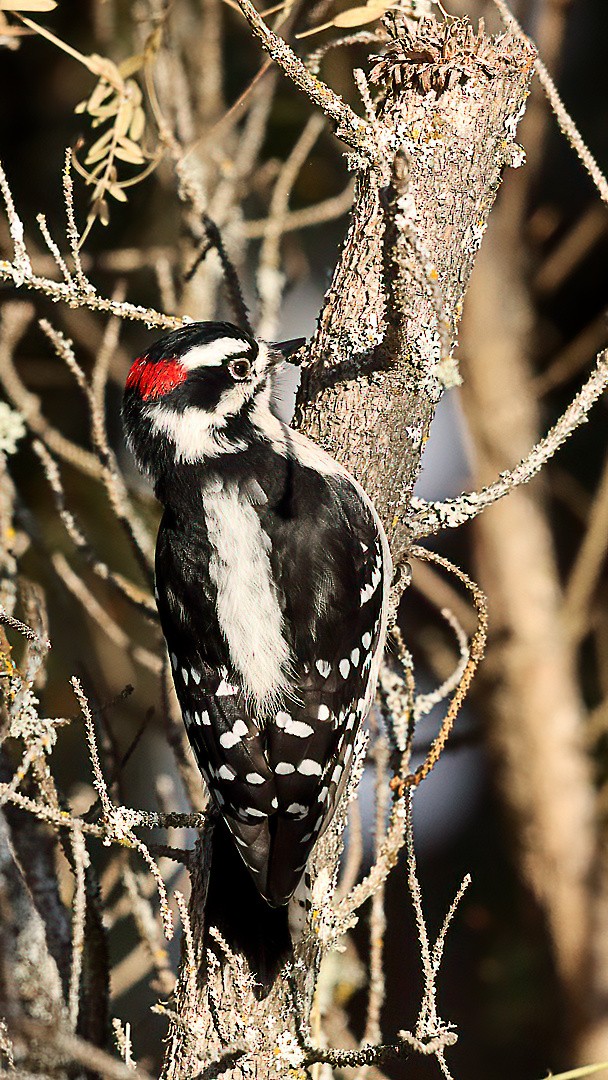 Downy Woodpecker - ML646720547