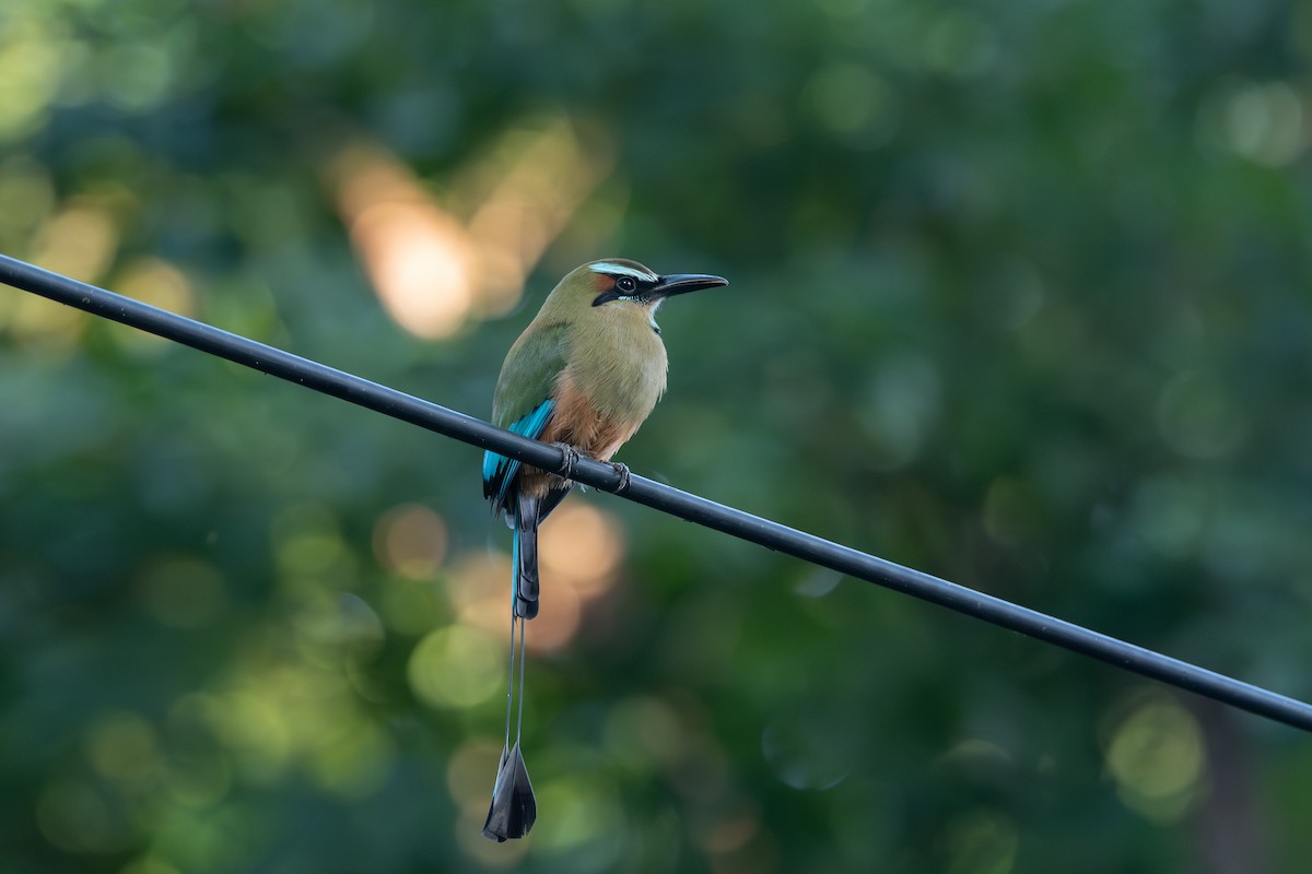 Turkuaz Kaşlı Motmot - ML646720555