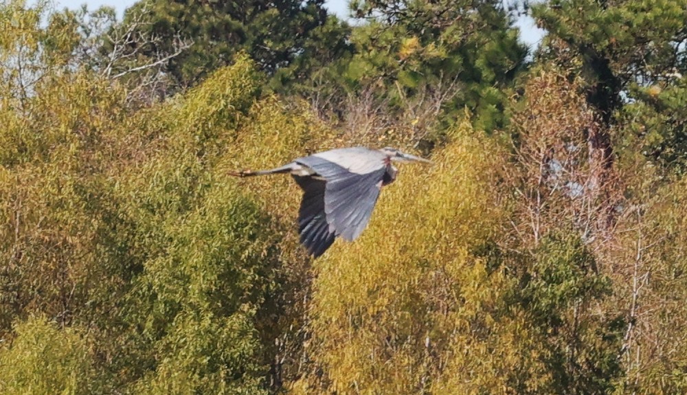 herodiashegre - ML646720556