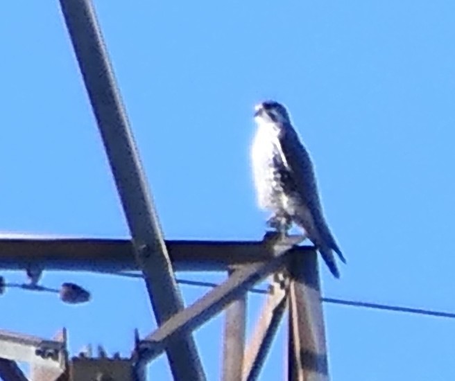 præriefalk - ML646720557