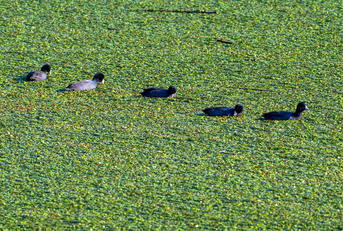 Лиска американська - ML646720560