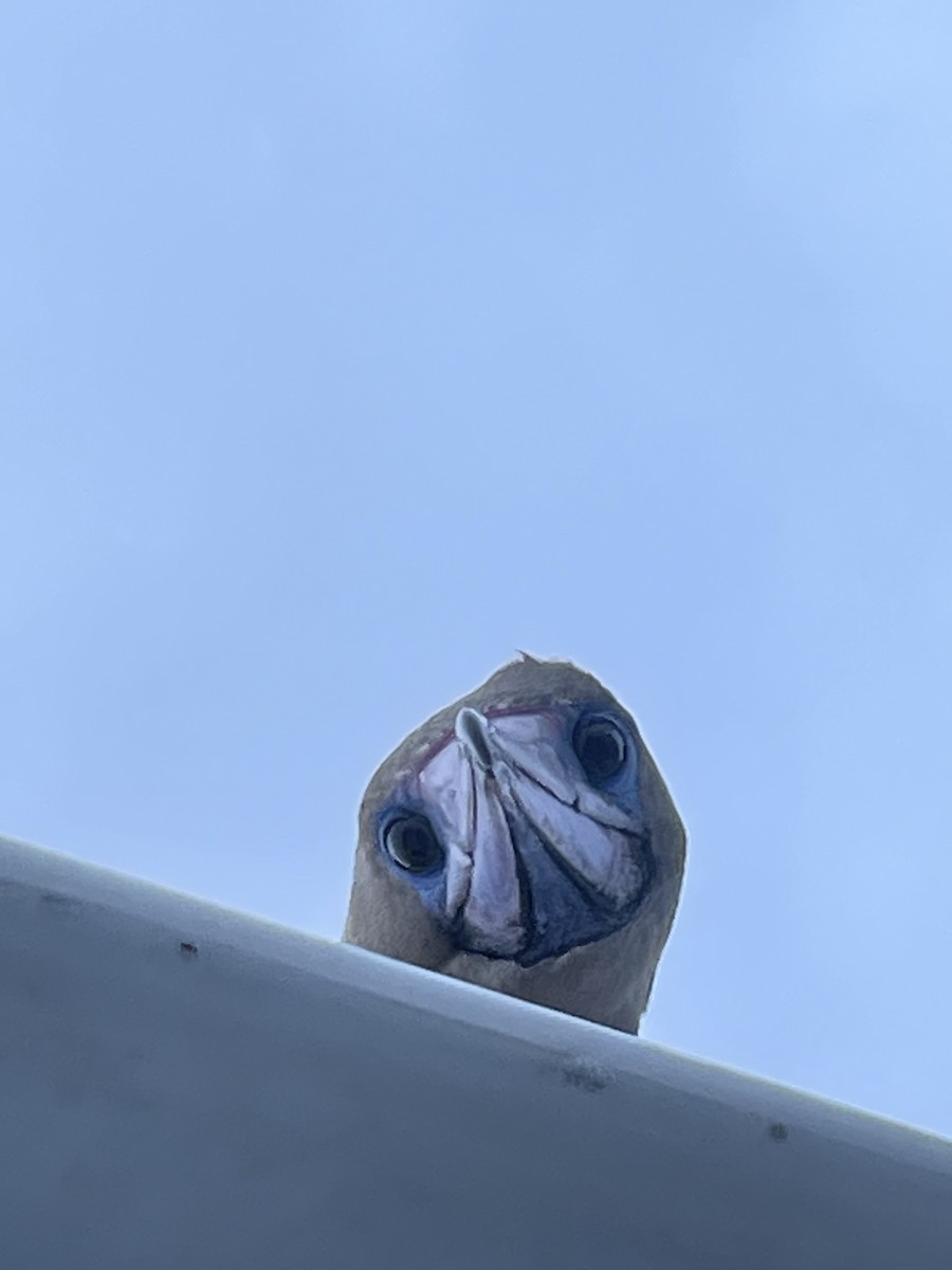 Kırmızı Ayaklı Sümsük - ML646720562