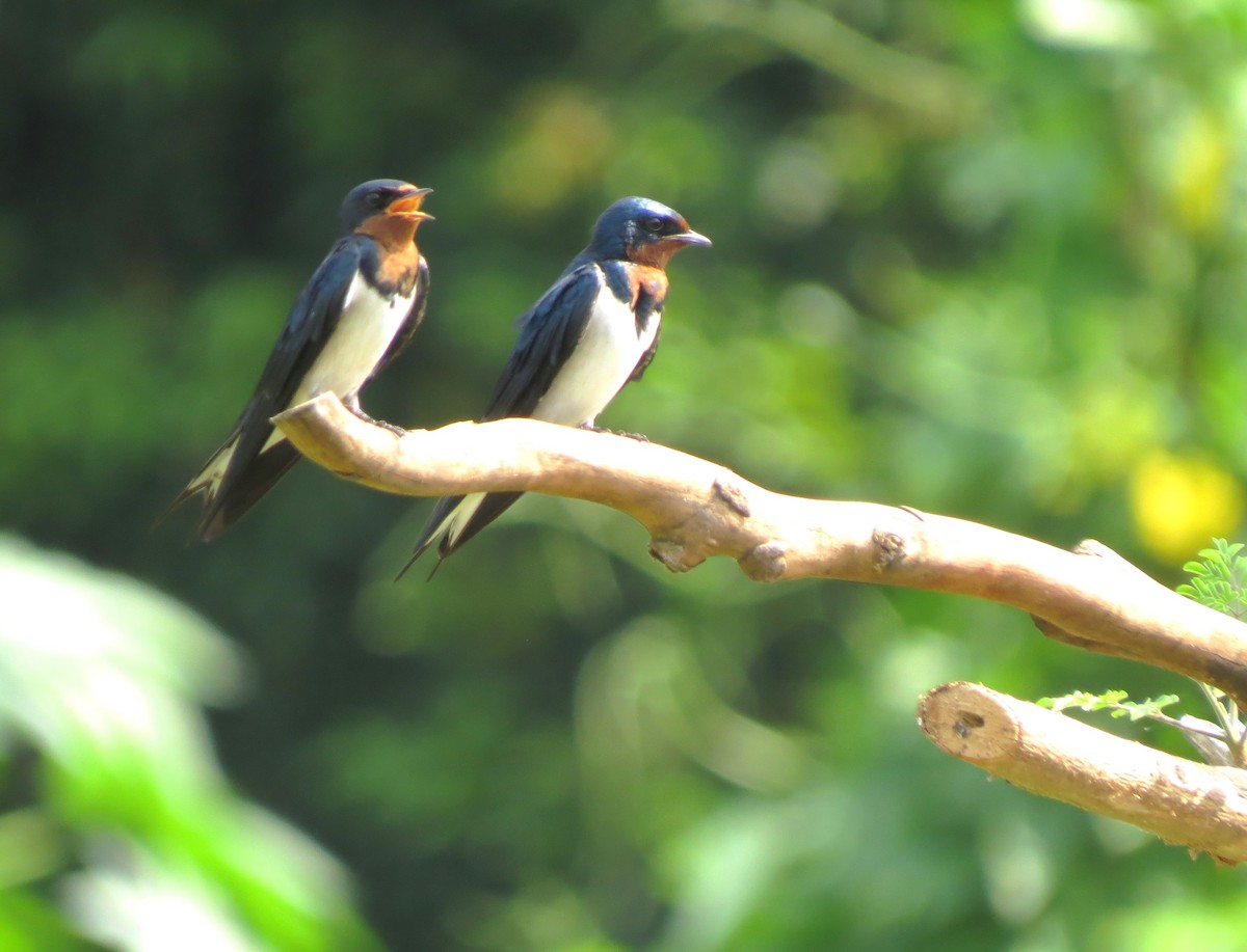 vlaštovka lesklá - ML646720566