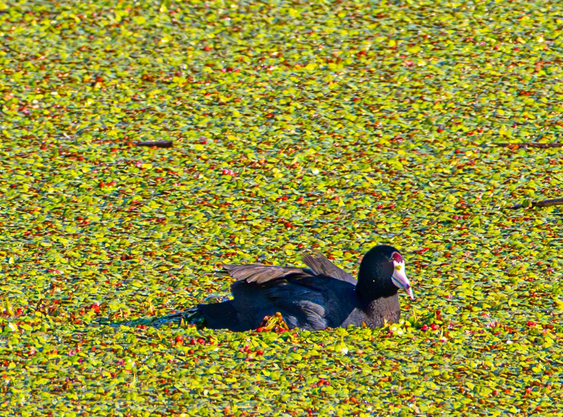 Лиска американська - ML646720567