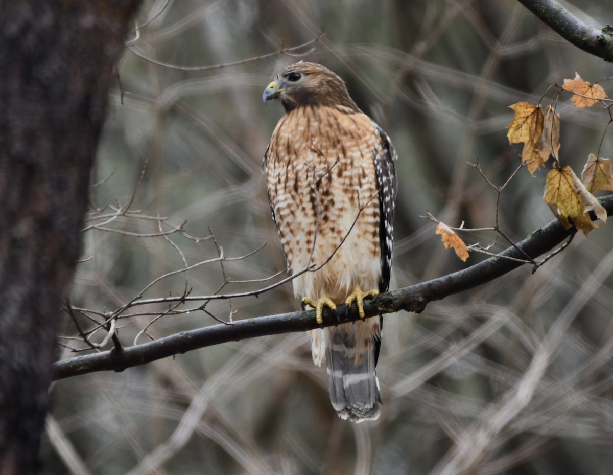 Красноплечий канюк - ML646720568
