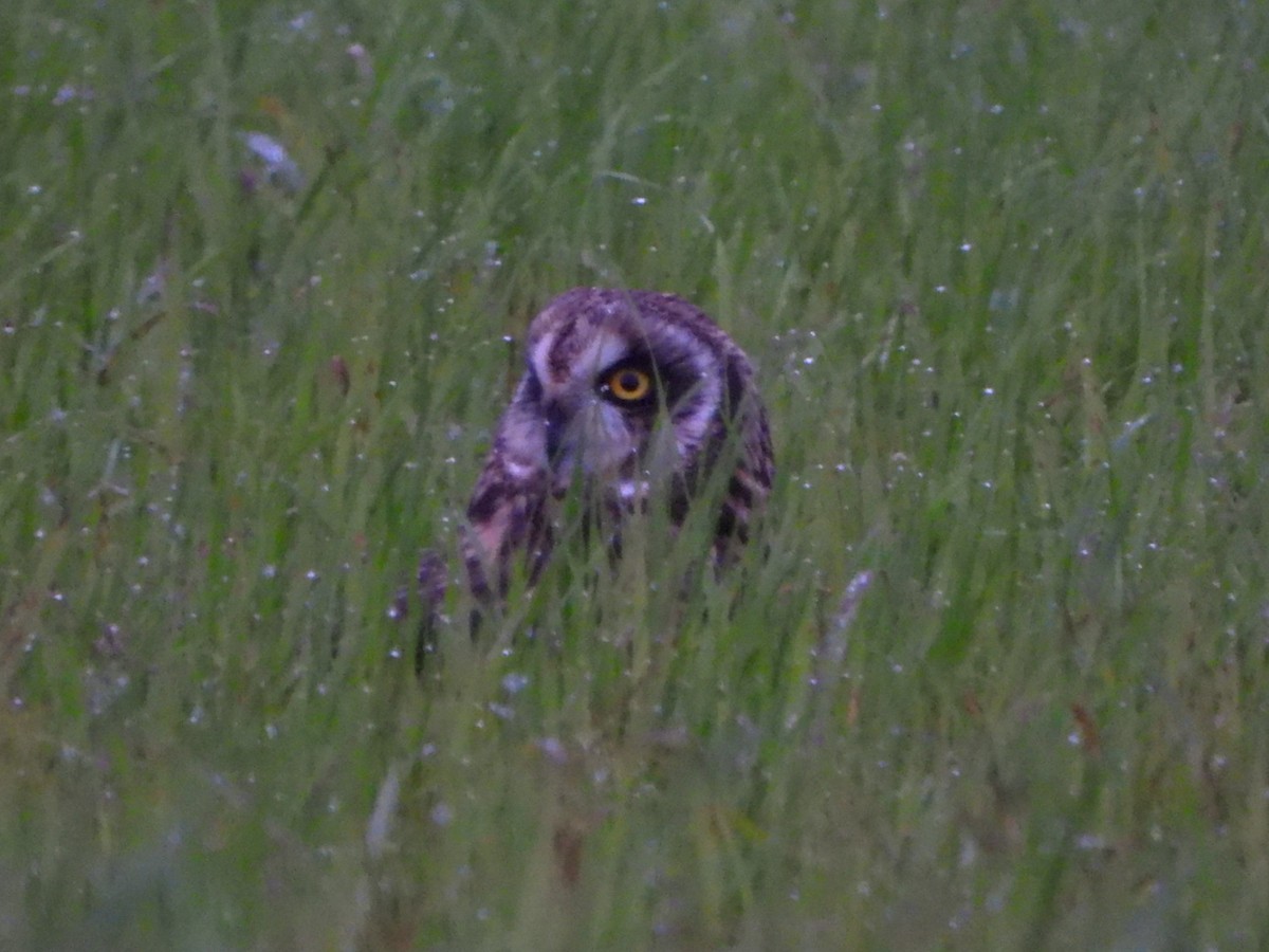 Short-eared Owl - ML646720572