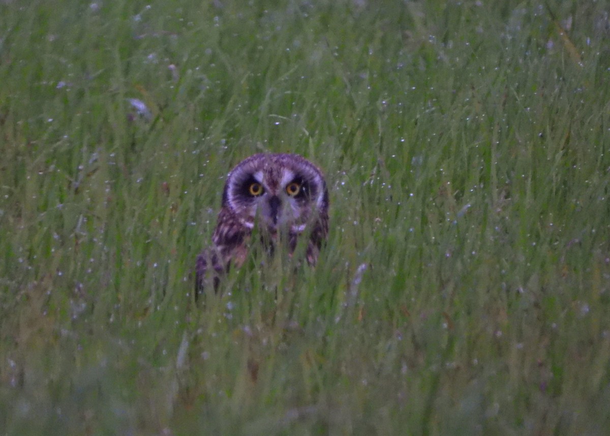 Short-eared Owl - ML646720573