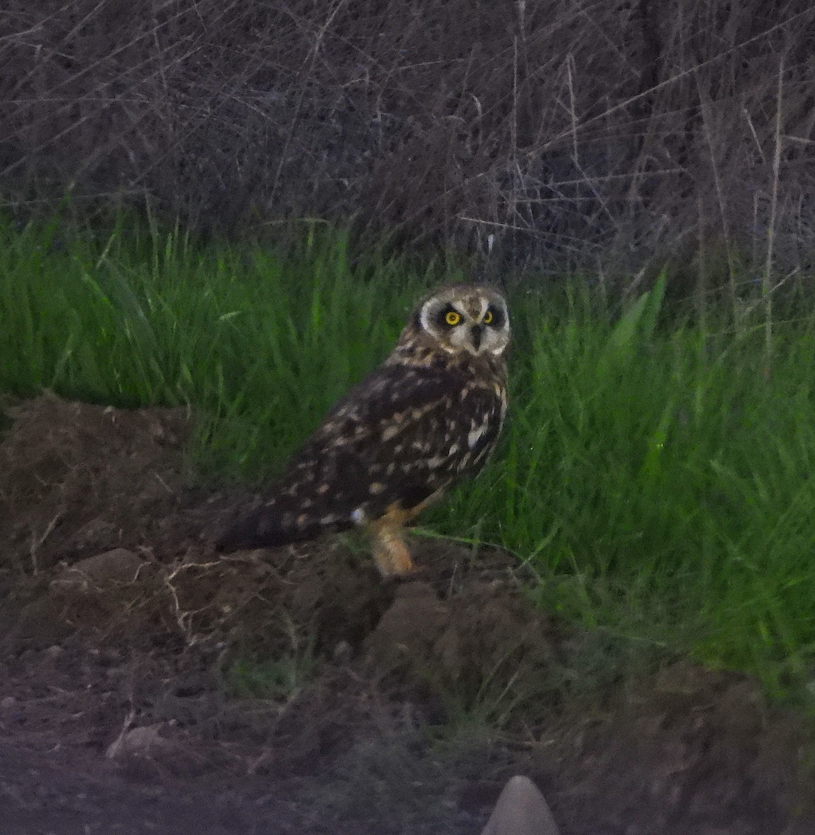 Short-eared Owl - ML646720574