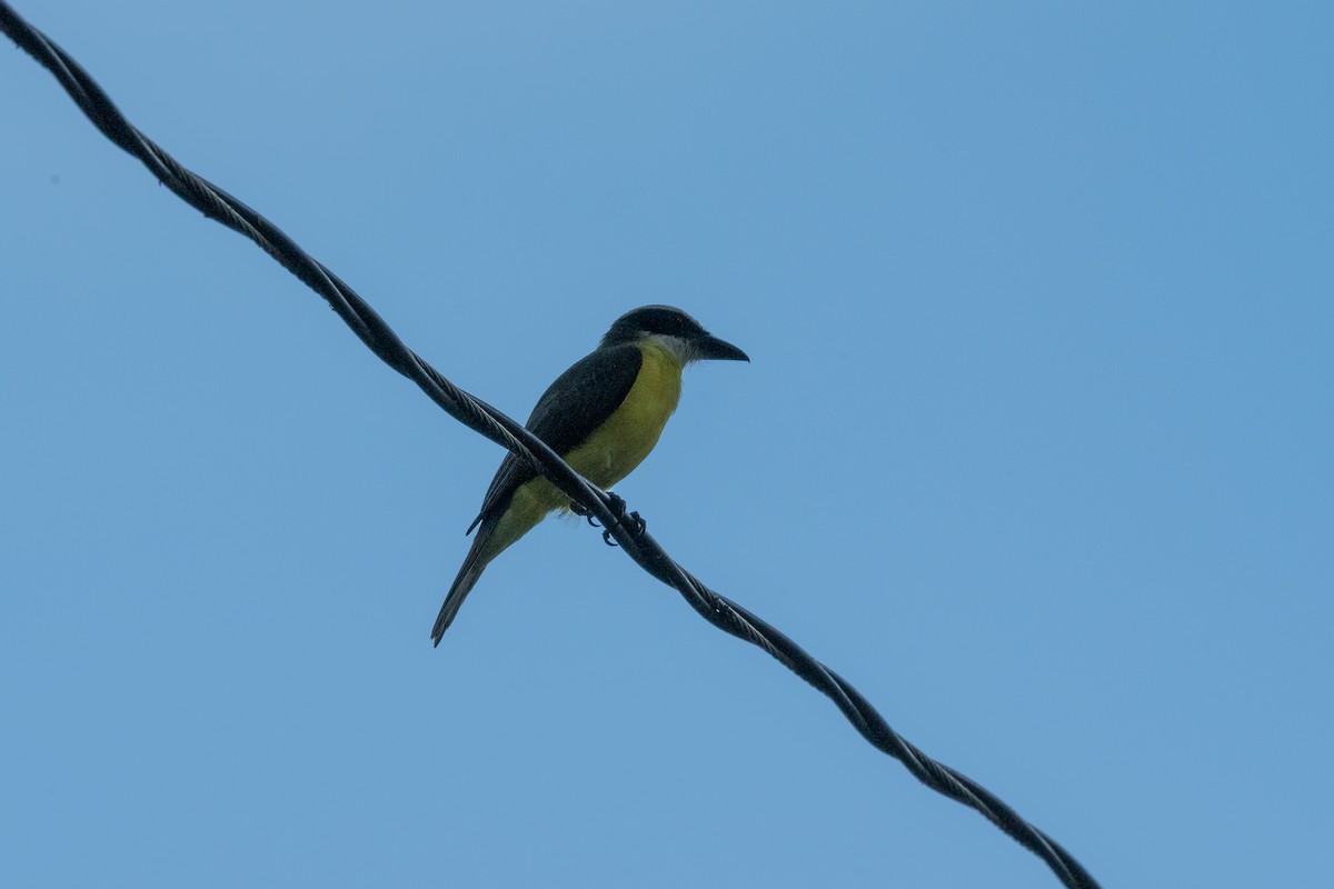 Пітанга-великодзьоб - ML646720577