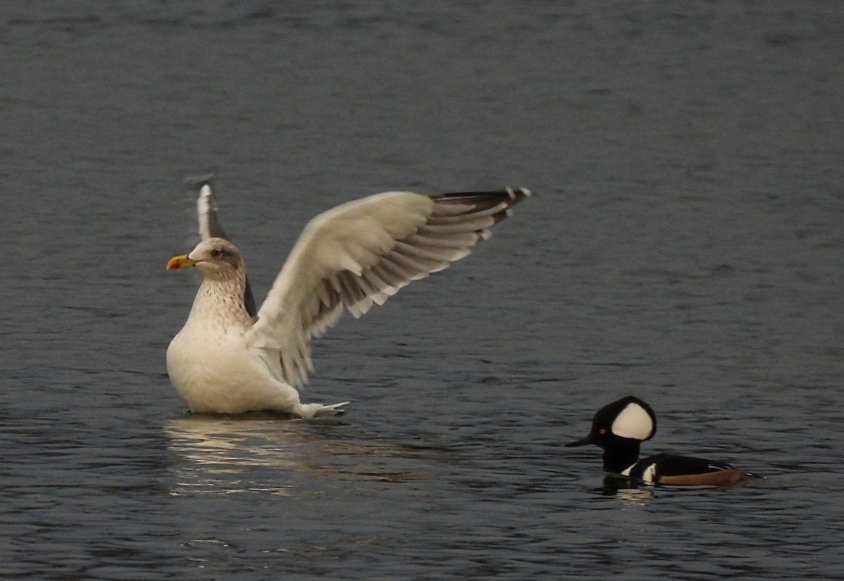 ニシセグロカモメ - ML646720578