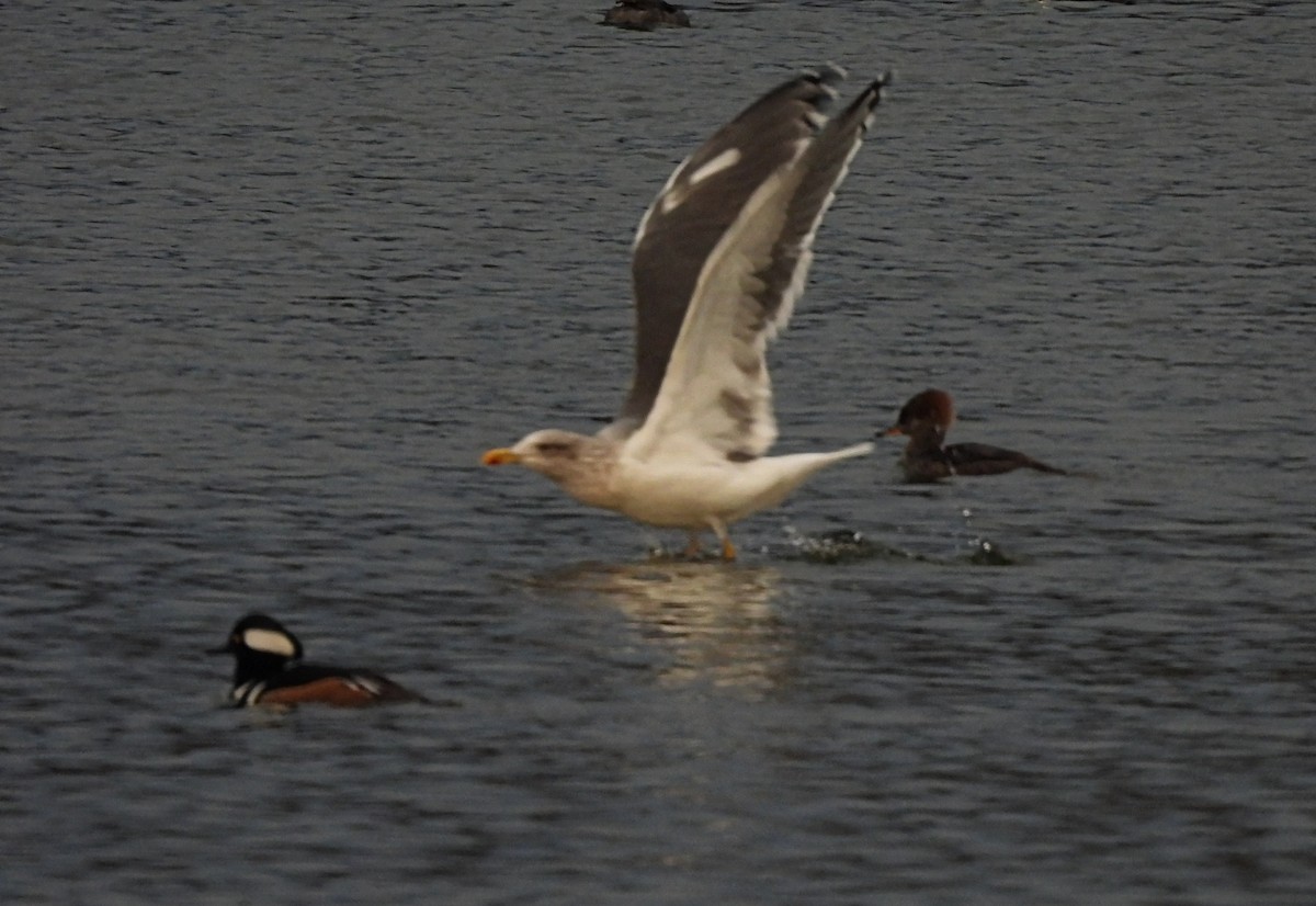 ニシセグロカモメ - ML646720579