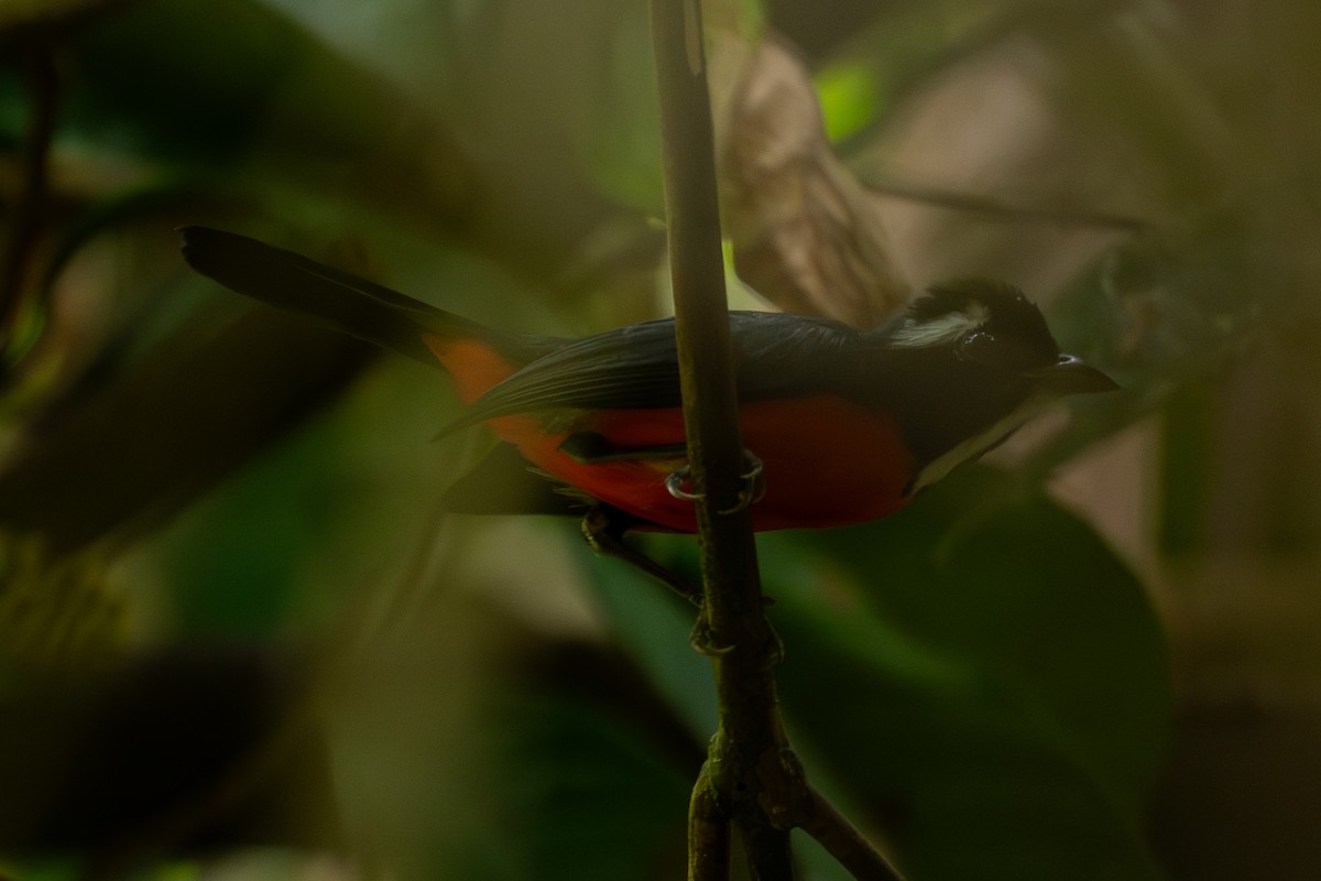 Rose-breasted Chat - ML646720580