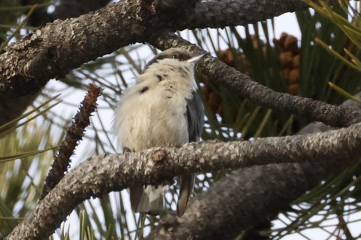 Zwergkleiber - ML646720581