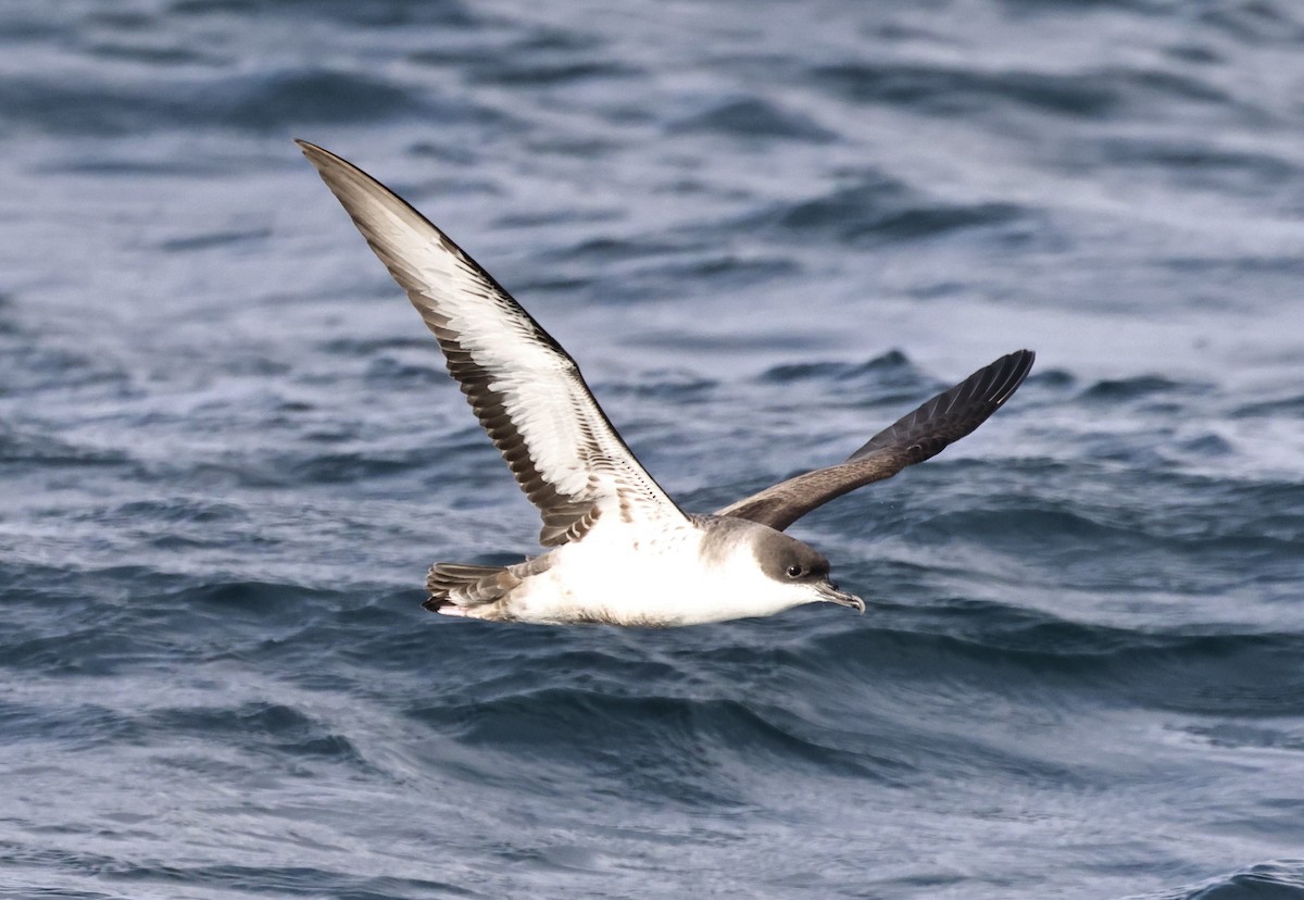 Pardela Capirotada - ML646720587