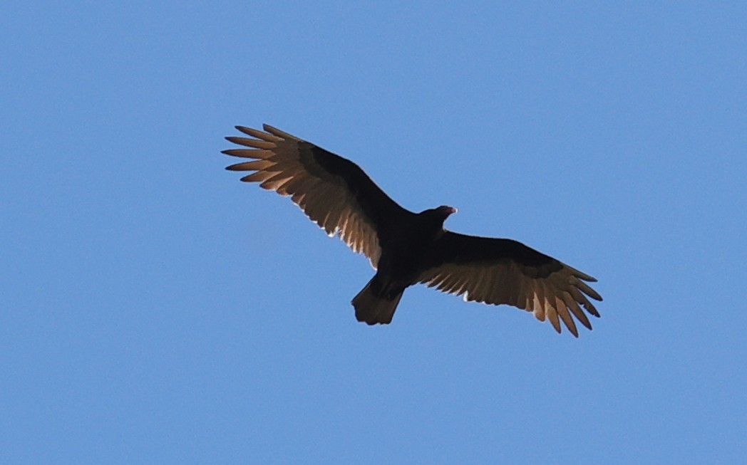 kalkunkondor - ML646720588