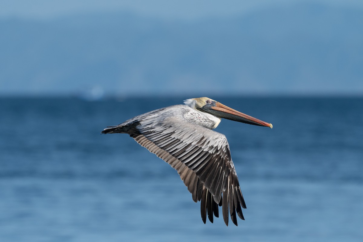 Kahverengi Pelikan - ML646720589