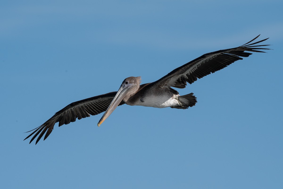 Kahverengi Pelikan - ML646720591