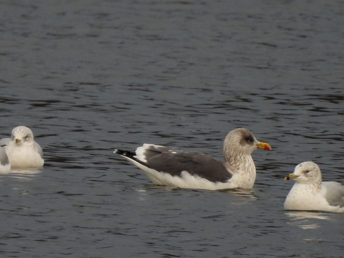 ニシセグロカモメ - ML646720592