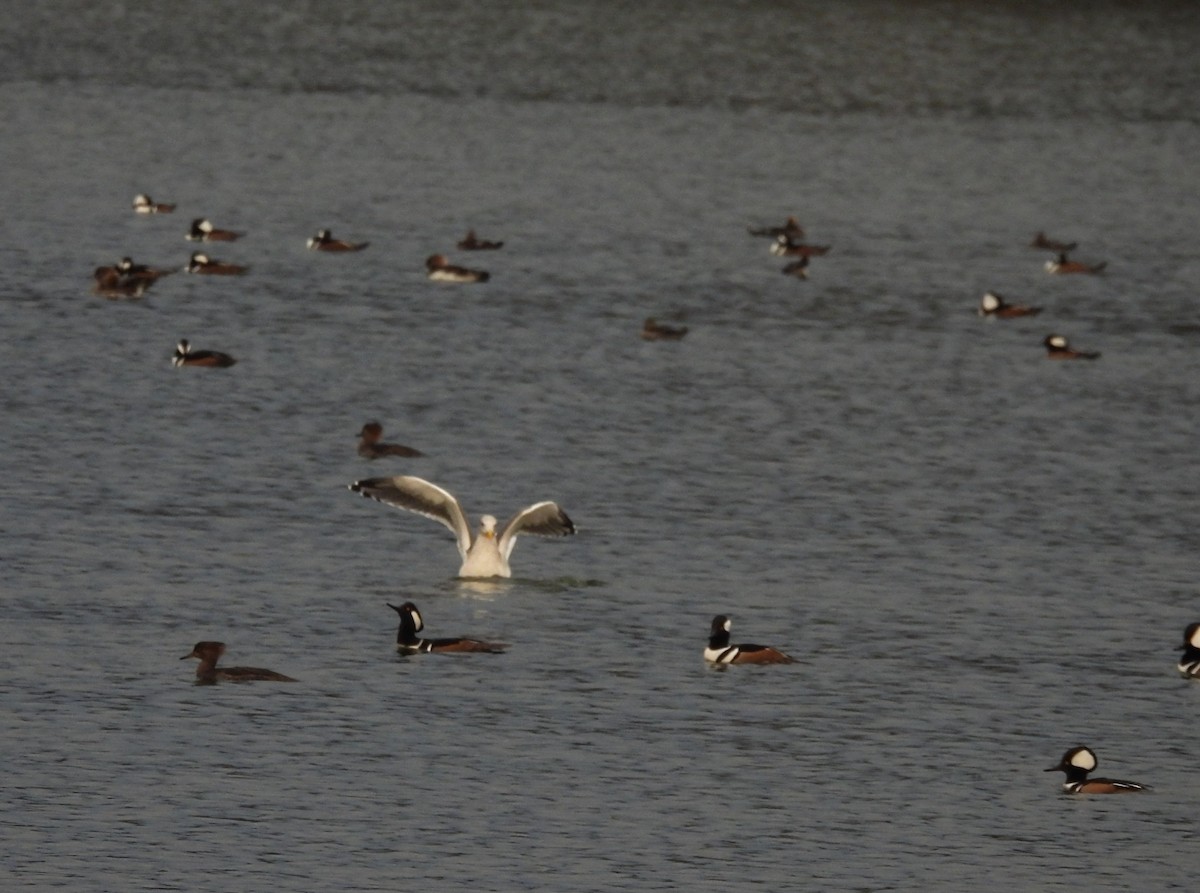 ニシセグロカモメ - ML646720593