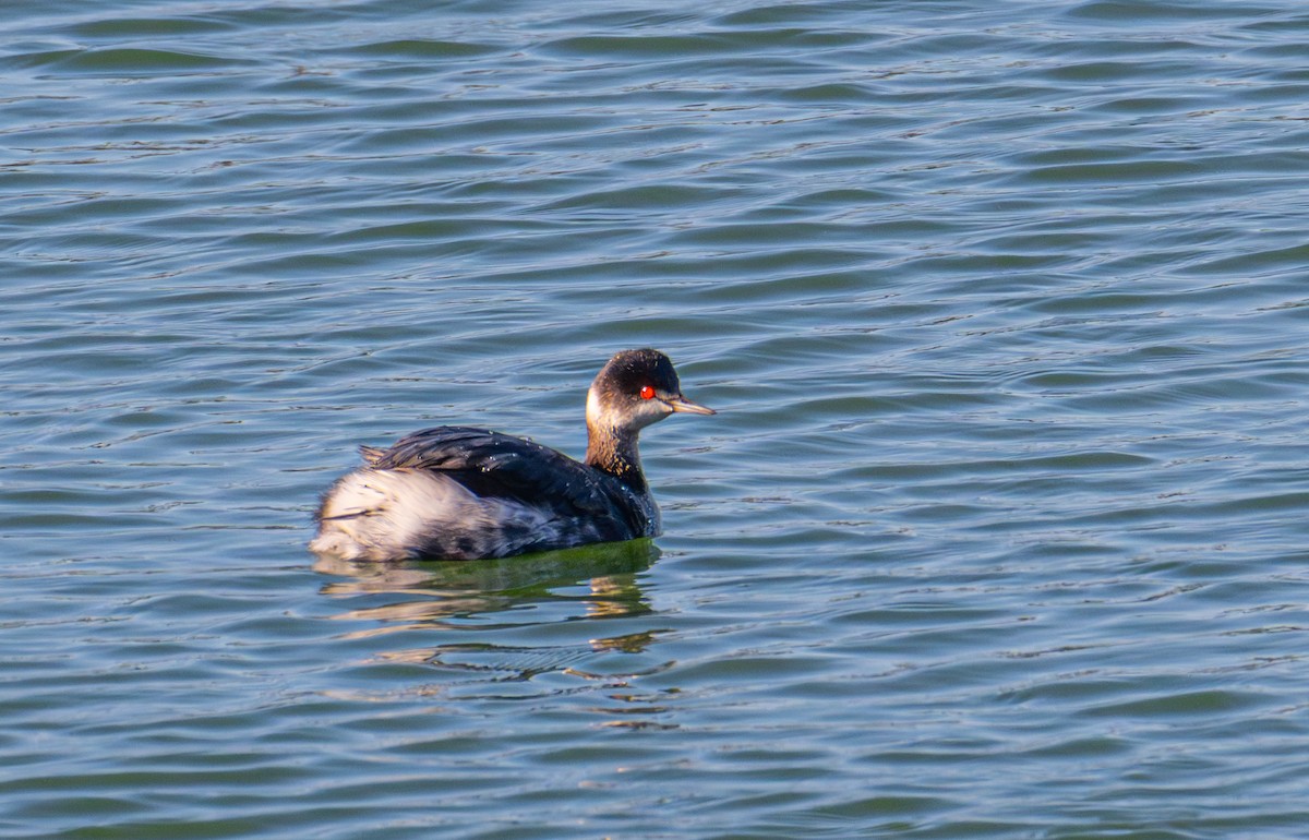 Eared Grebe - ML646720597