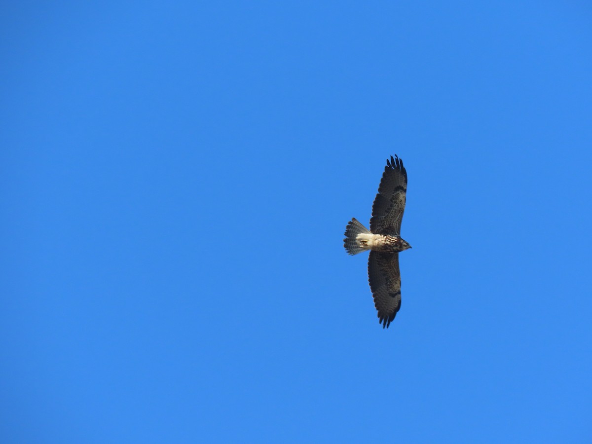 tanımsız Buteo sp. - ML646720599