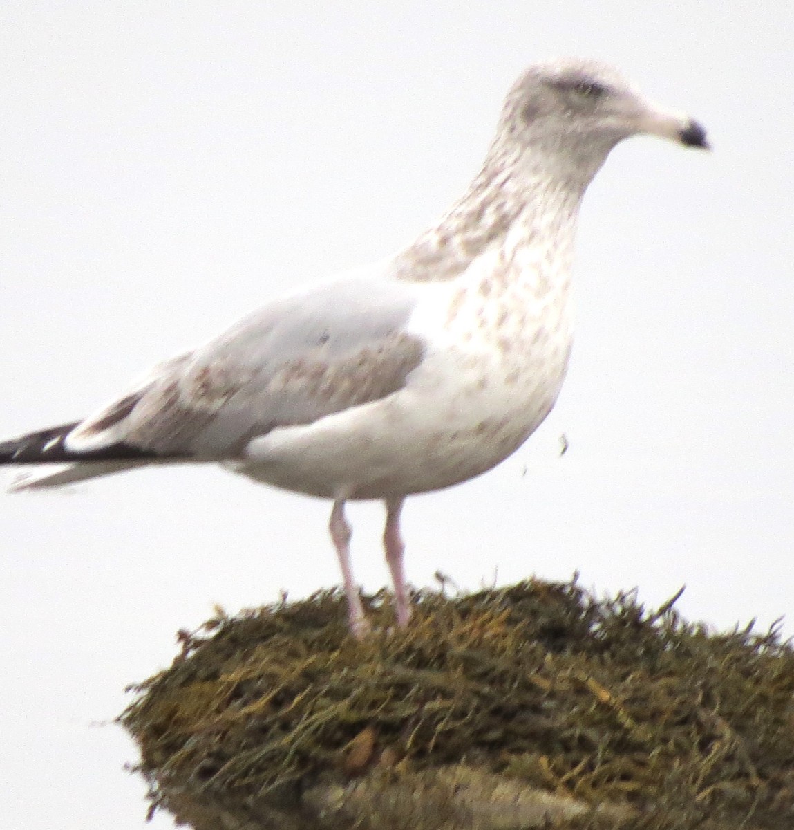 Amerika Gümüş Martısı - ML646720600