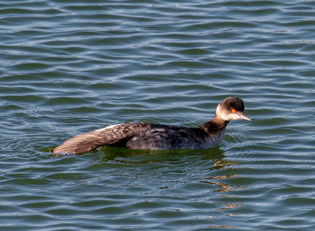 Kara Boyunlu Batağan - ML646720601