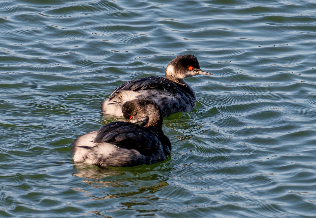 Kara Boyunlu Batağan - ML646720602