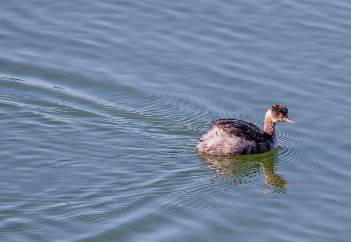 Kara Boyunlu Batağan - ML646720603