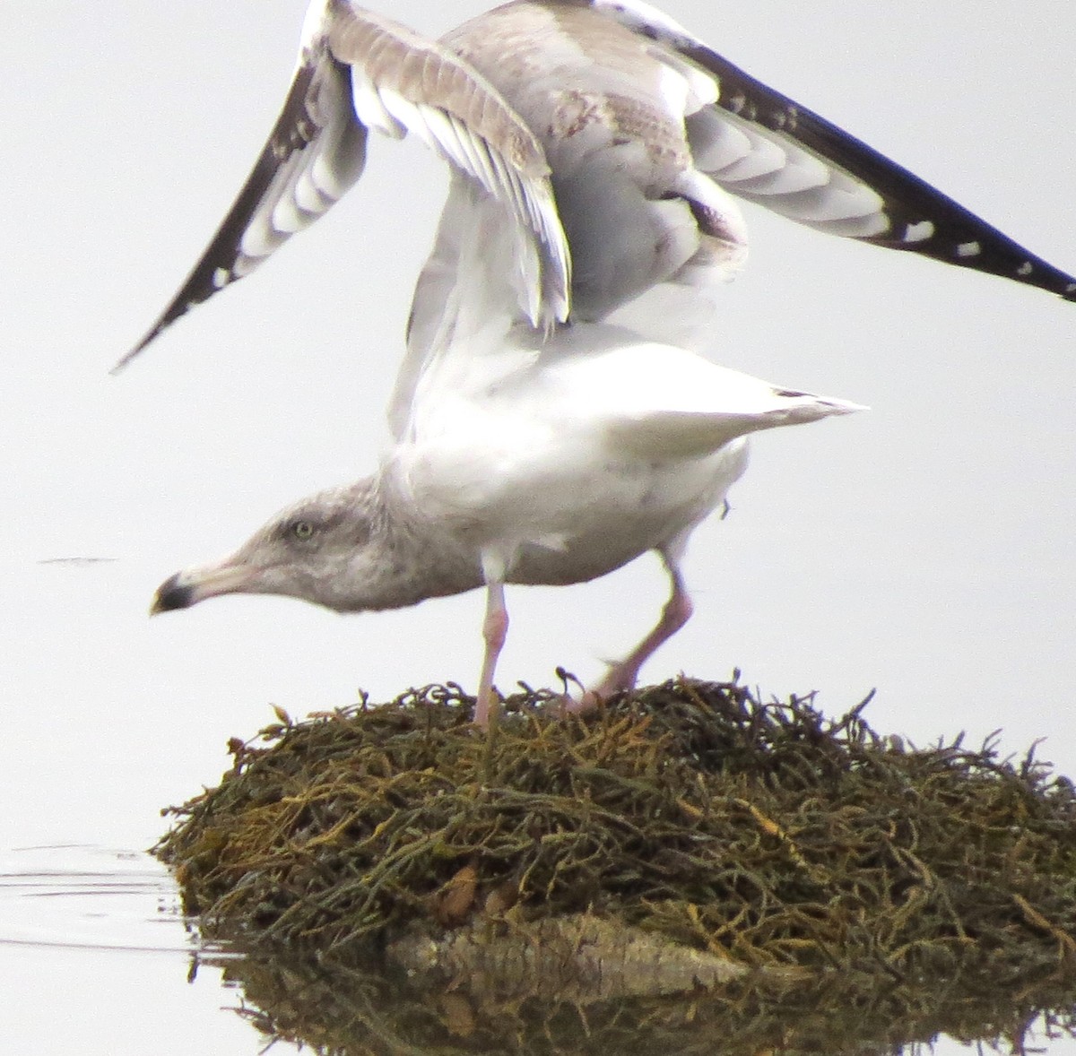 Amerika Gümüş Martısı - ML646720604