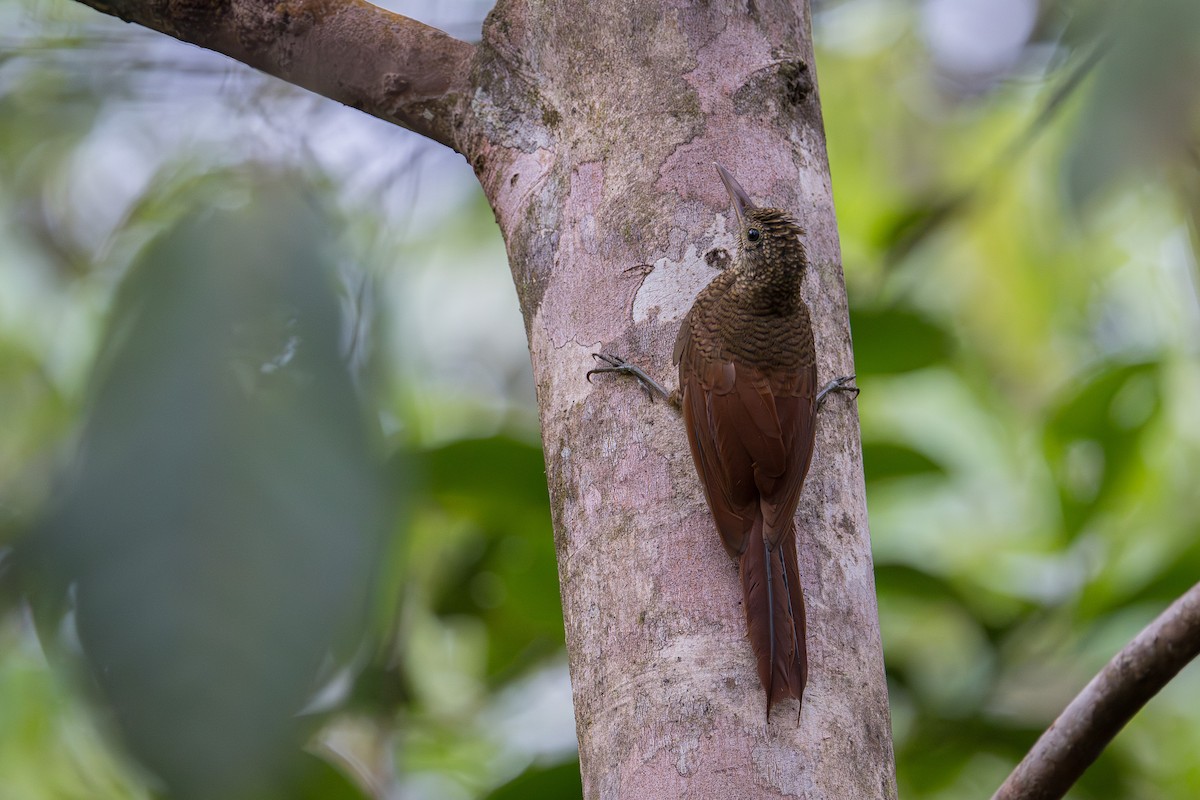 Amazon Yazılı Tırmaşık - ML646720605