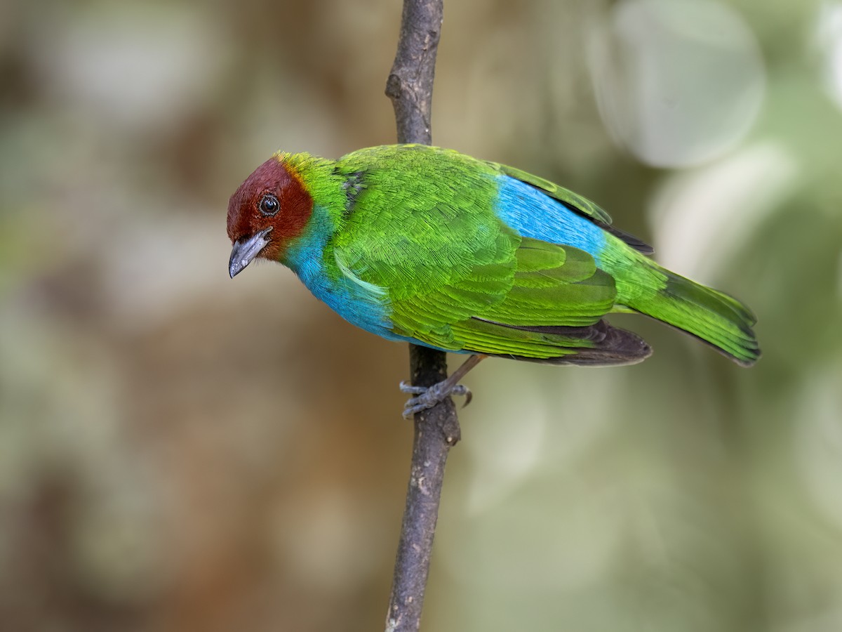 Bay-headed Tanager - ML646720606