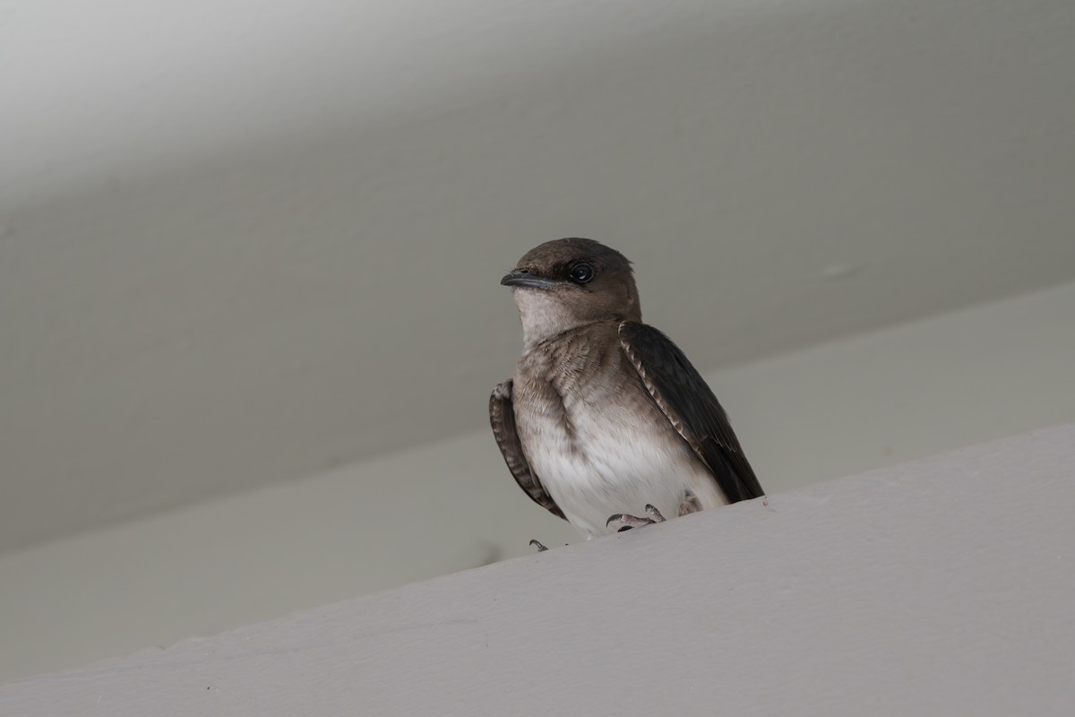 Gri Göğüslü Kırlangıç - ML646720607