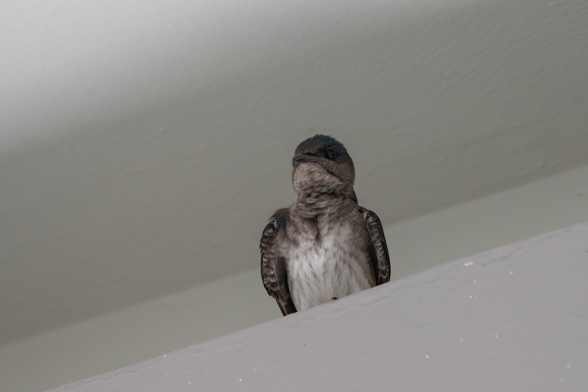 Gri Göğüslü Kırlangıç - ML646720608