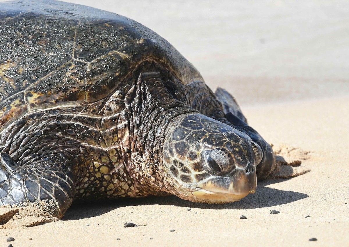 Зелёная черепаха - ML646720610