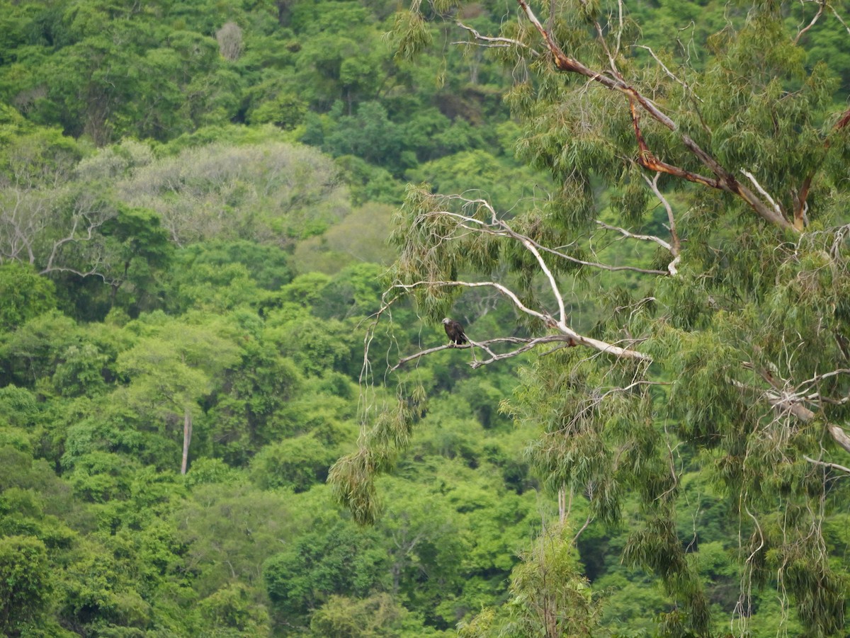 Madagaskar Ötücü Kartalı - ML646720611