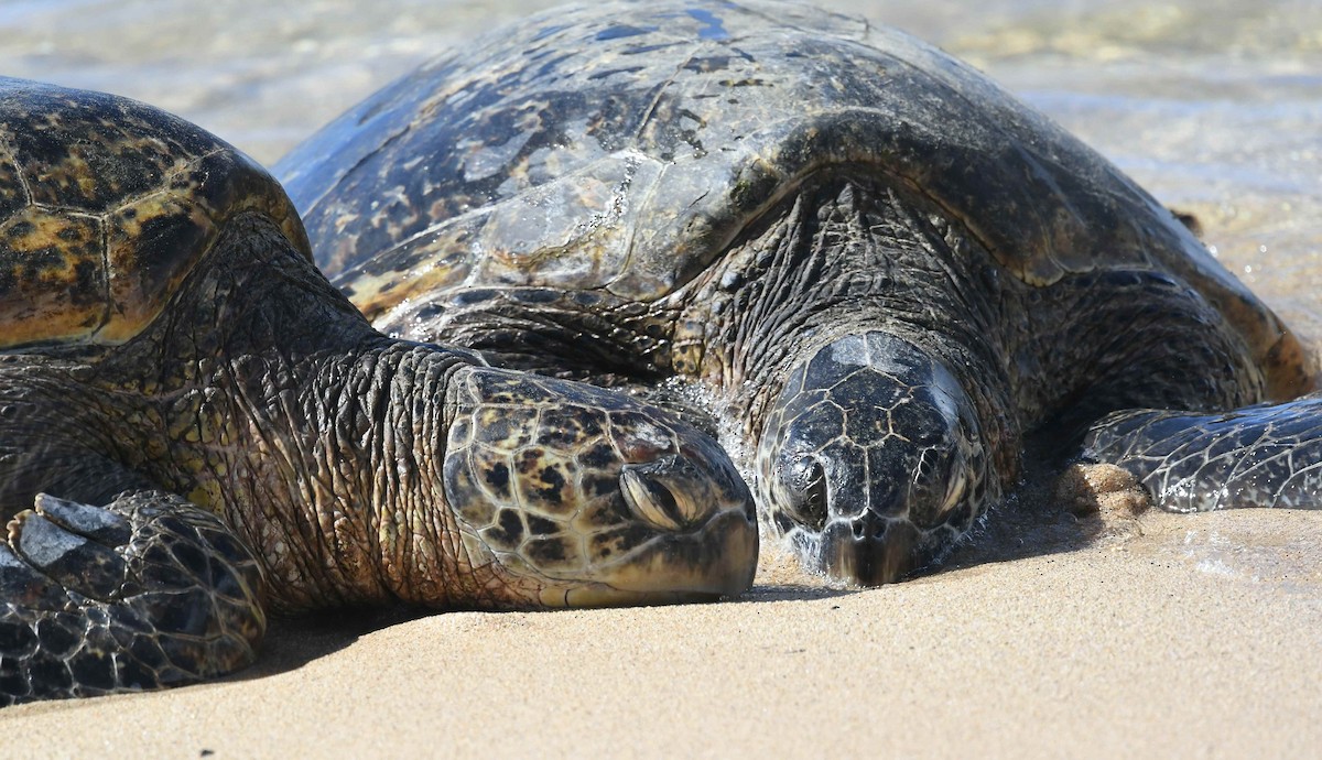 Зелёная черепаха - ML646720612