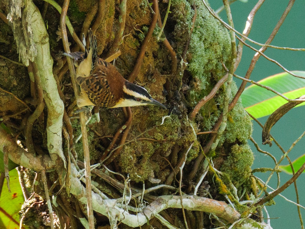 Kızıl Sırtlı Çıtkuşu - ML646720613