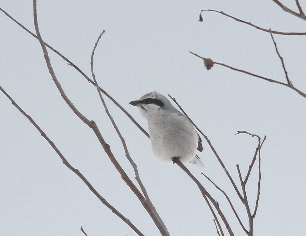 Boreal Örümcekkuşu - ML646720614