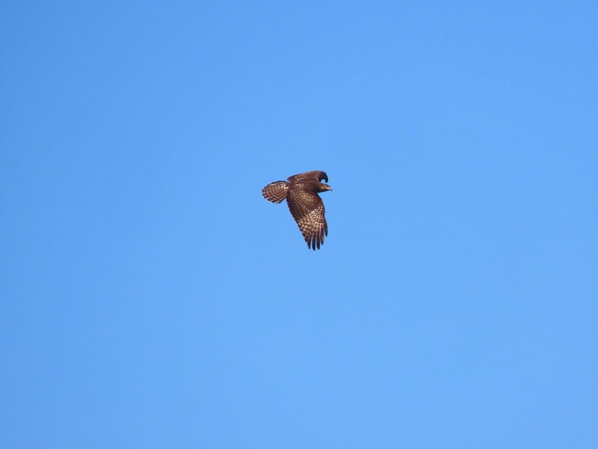 Kızıl Kuyruklu Şahin - ML646720615